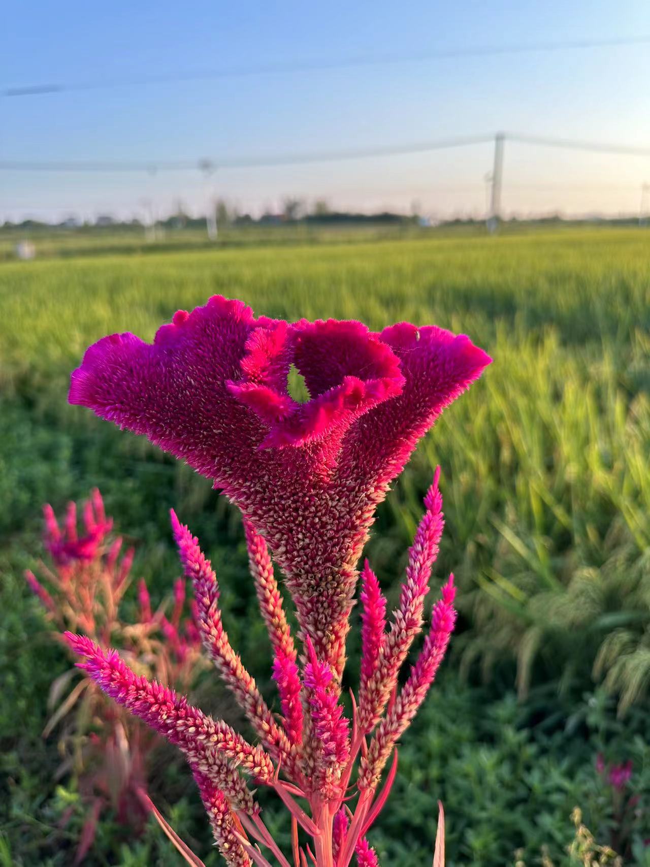 测试图片